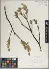 Foto von Salix lanata L.
